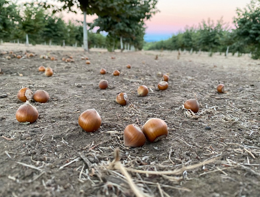 upclose of hazelnuts on the ground