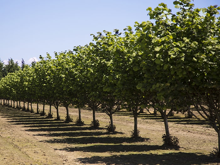 Hazelnut Demand Oregon Orchard, Hazelnut Growers of Oregon