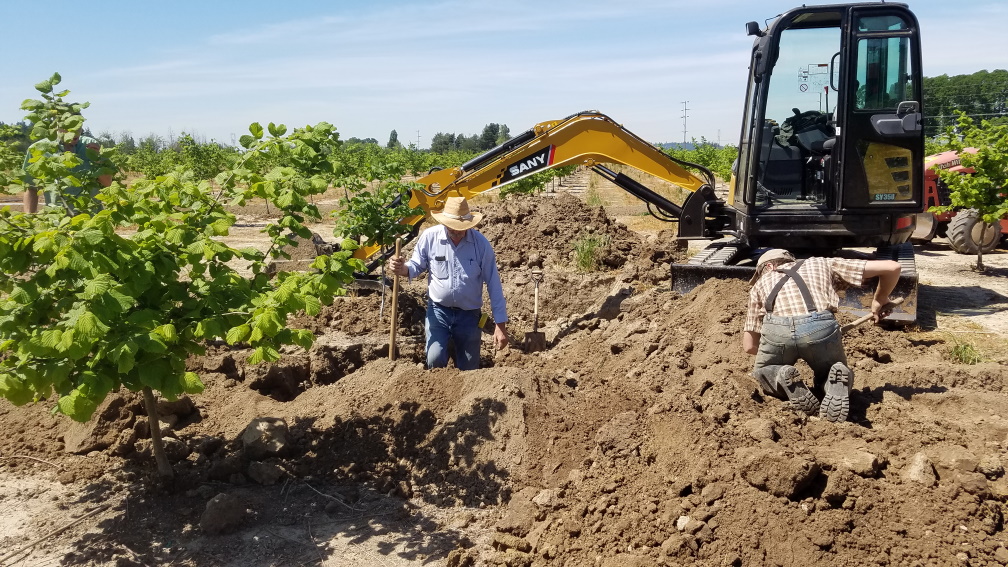Joe and Nathaniel putting in drip irrigation valve Oregon Orchard